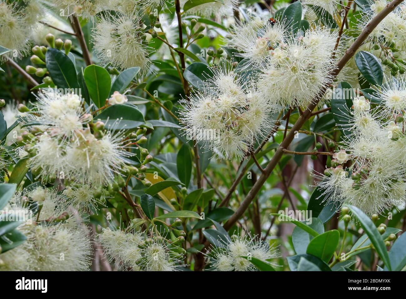 Lilly Pilly flowers in a cream color surrounded by leaves and branches. Stock Photo
