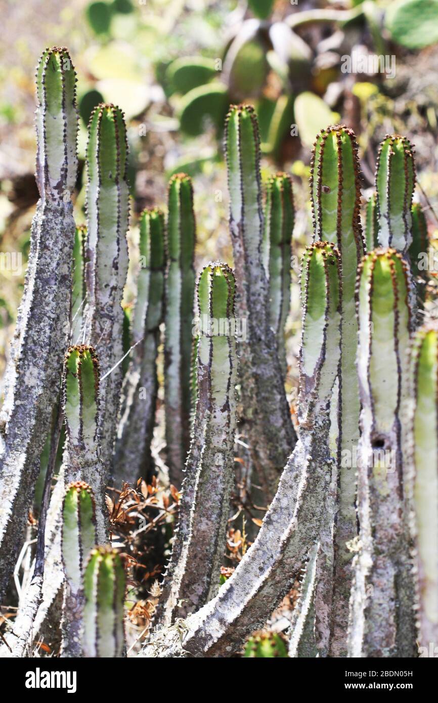 Kanaren wolfsmilch hires stock photography and images Alamy