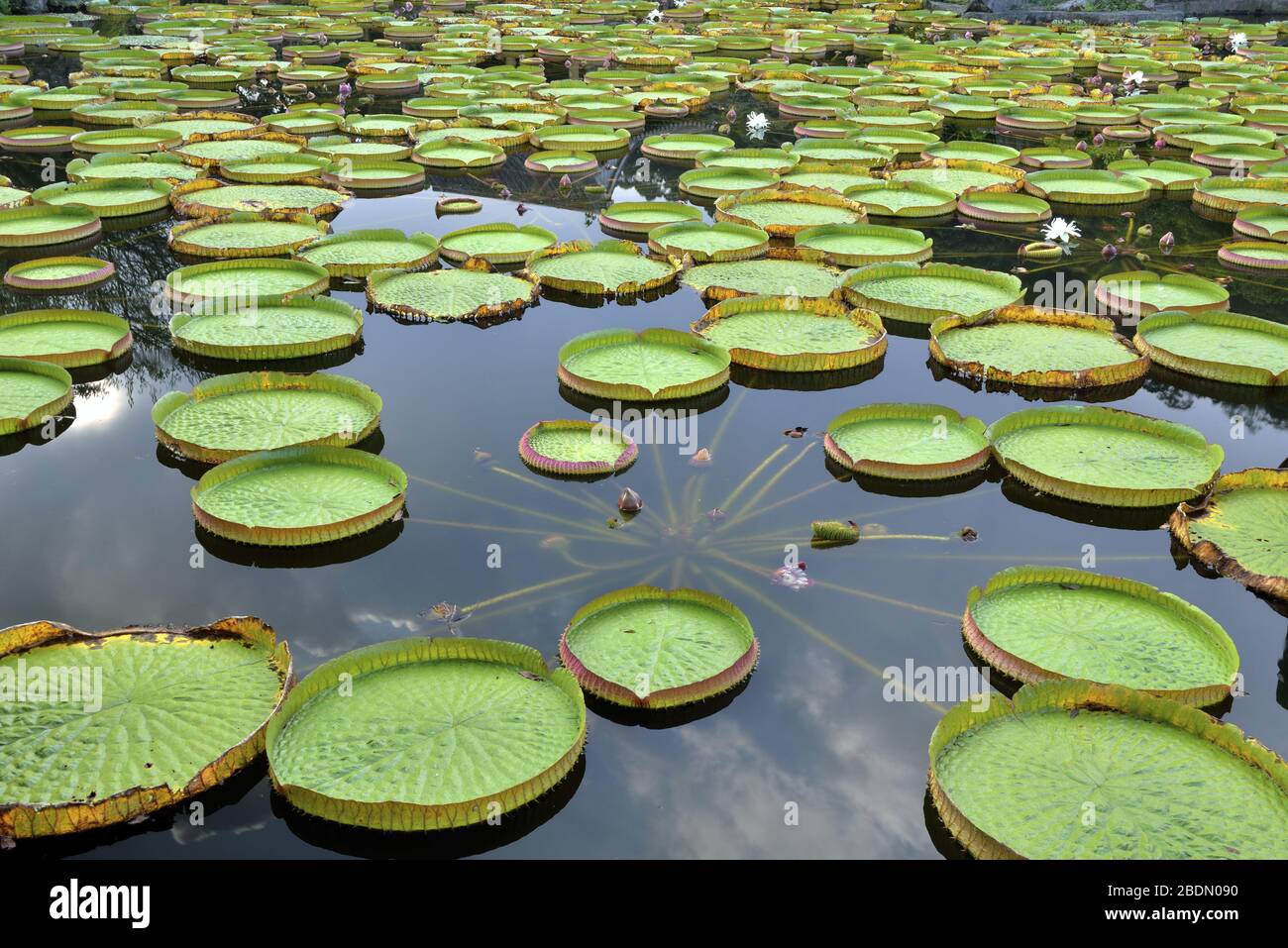Water lily leaf Stock Photo - Alamy