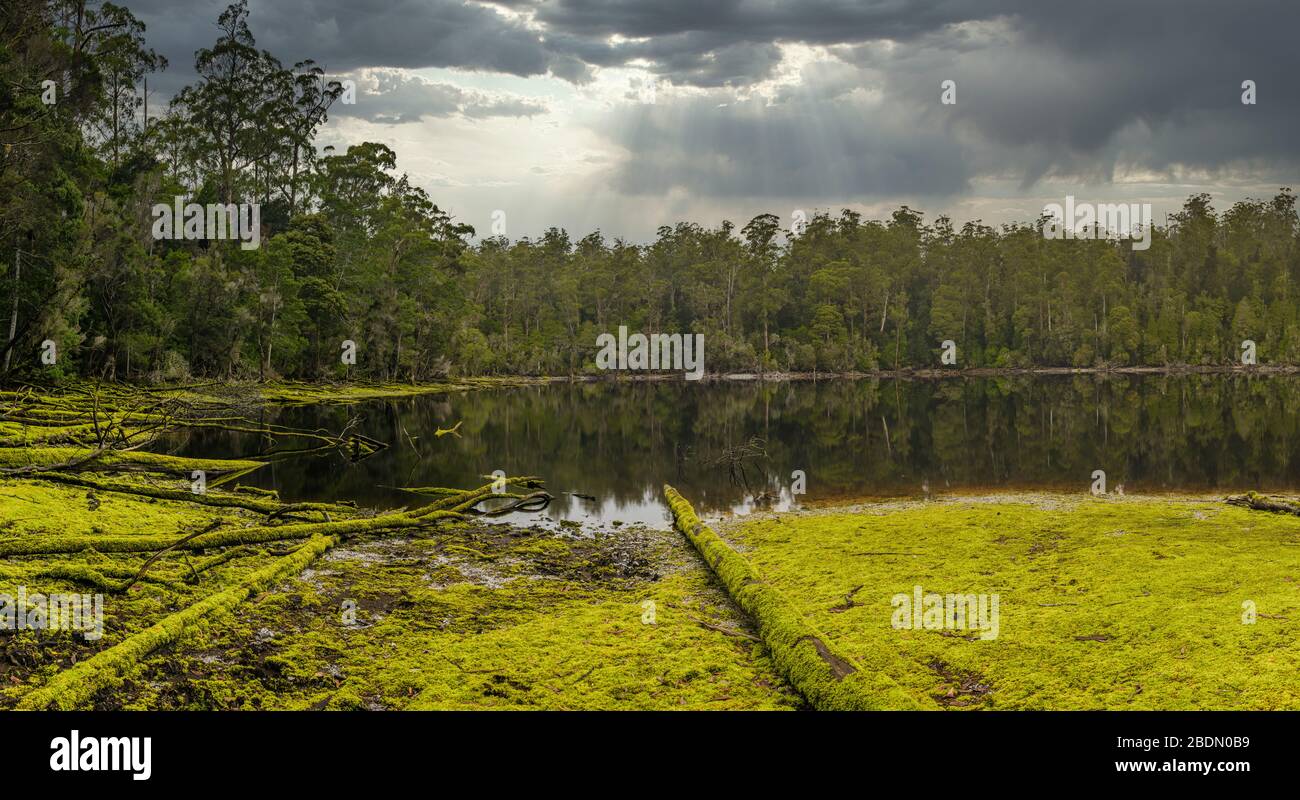 A sun spike through storm clouds over a mirrored Lake Chisholm in Tasmania, surrounded by pristine, old growth forest with a moss covered foreshore. Stock Photo