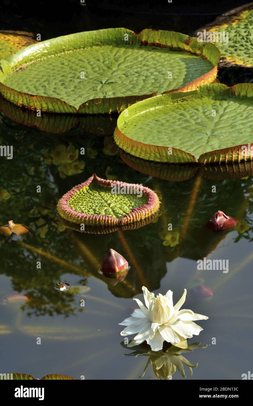 Water lily leaf Stock Photo - Alamy