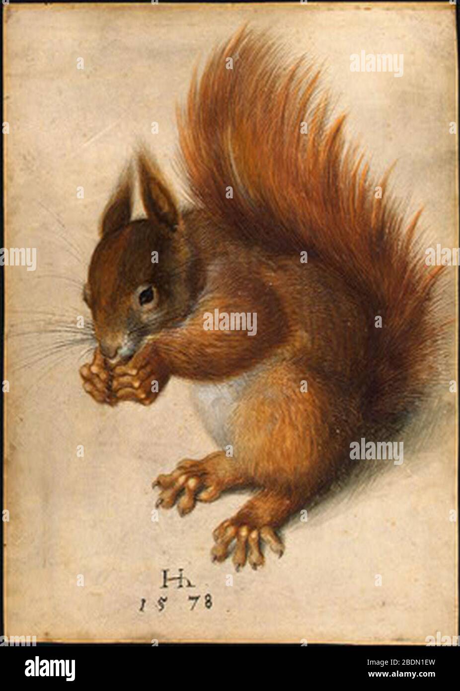 Hans Hoffmann Red Squirrel 1578. Stock Photo