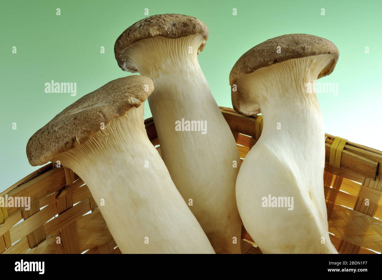 King trumpet mushroom Stock Photo Alamy