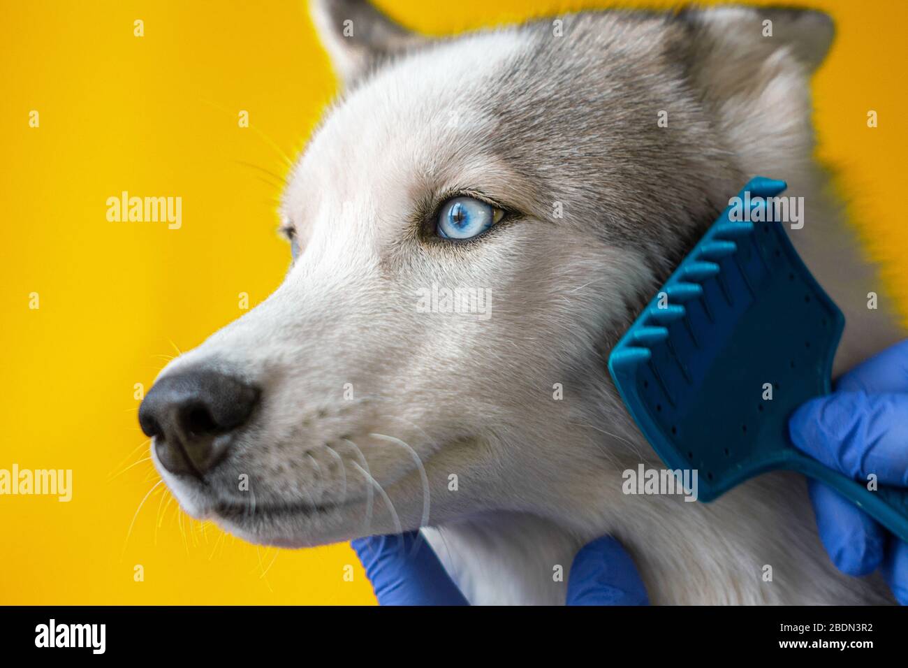 Best hair brush for cheap husky