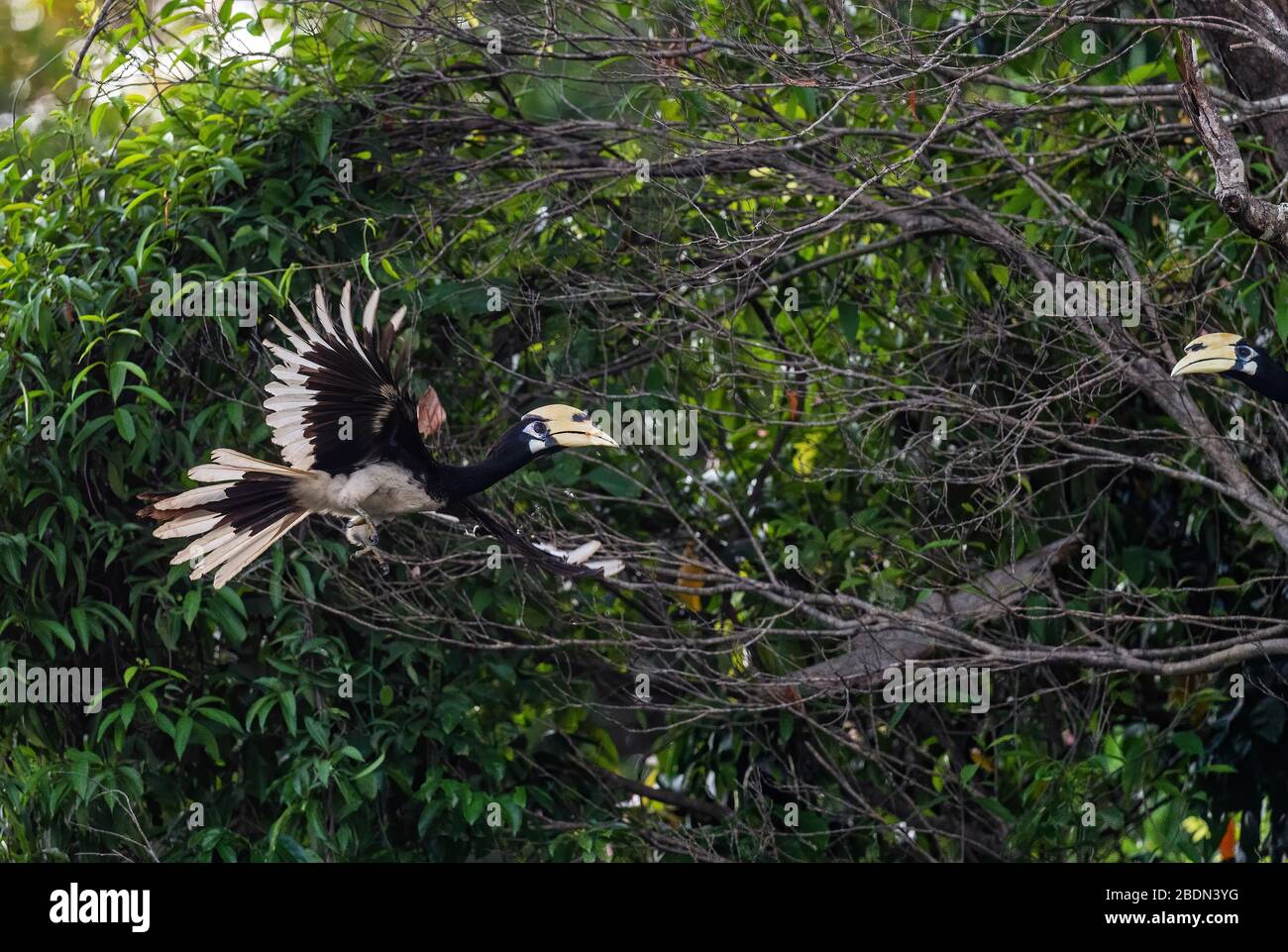 Oriental Pied-hornbill - Anthracoceros albirostris, small beautiful hornbill from Southeast Asian forests and woodlands, Pangkor island, Malaysia. Stock Photo