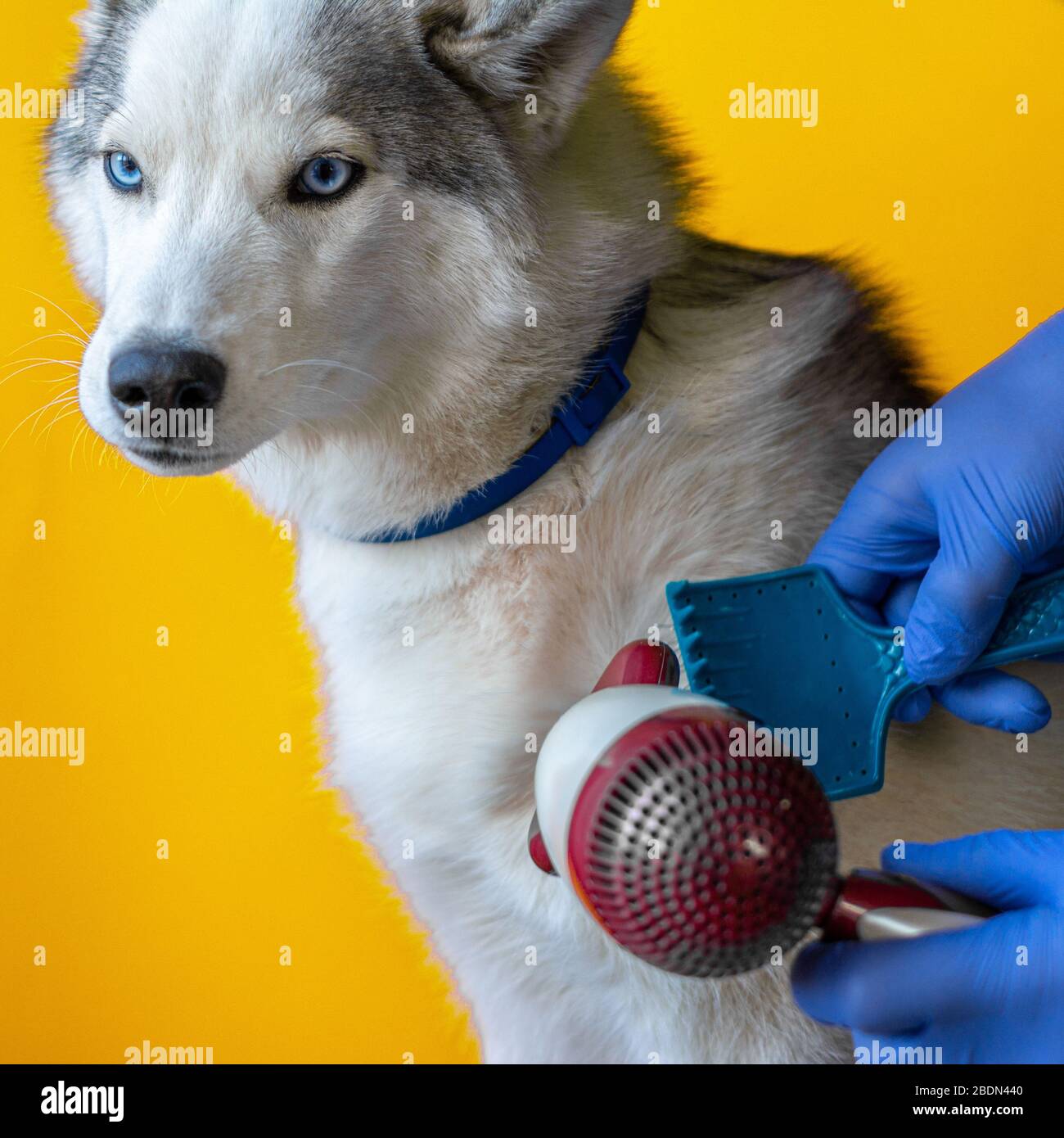 Caring for a Siberian Husky dog styling wool comb and hairdryer on orange background 2021 Stock