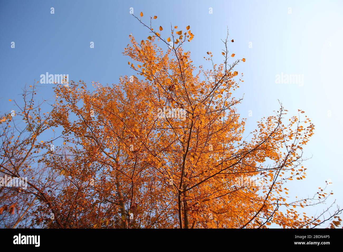 A plane tree with orange leaves and cones against the blue sky in the ...