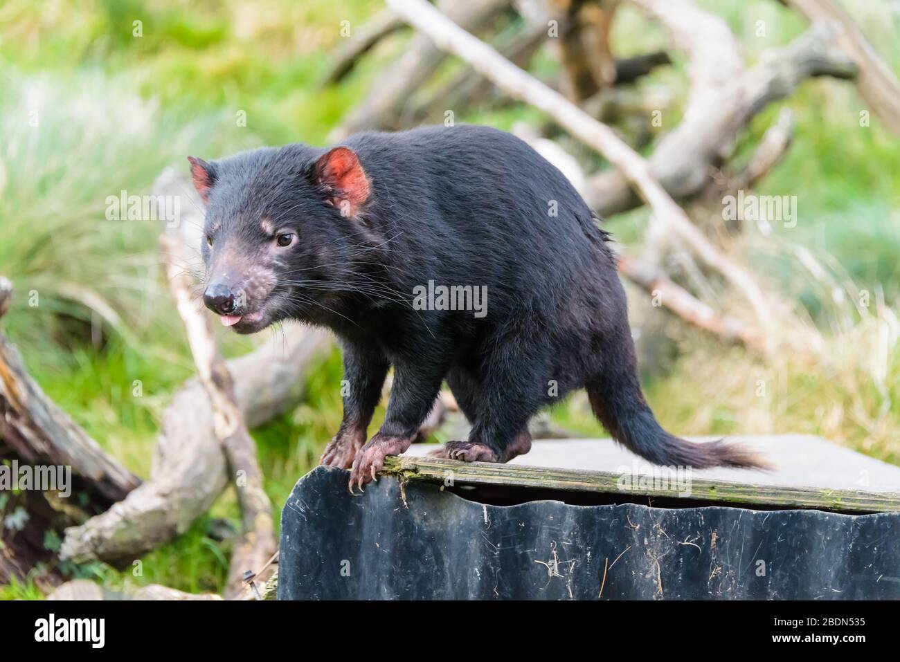 Single mature Tasmanian devil waiting hungrily for feeding time at a Cradle Mountain conservancy park. Stock Photo