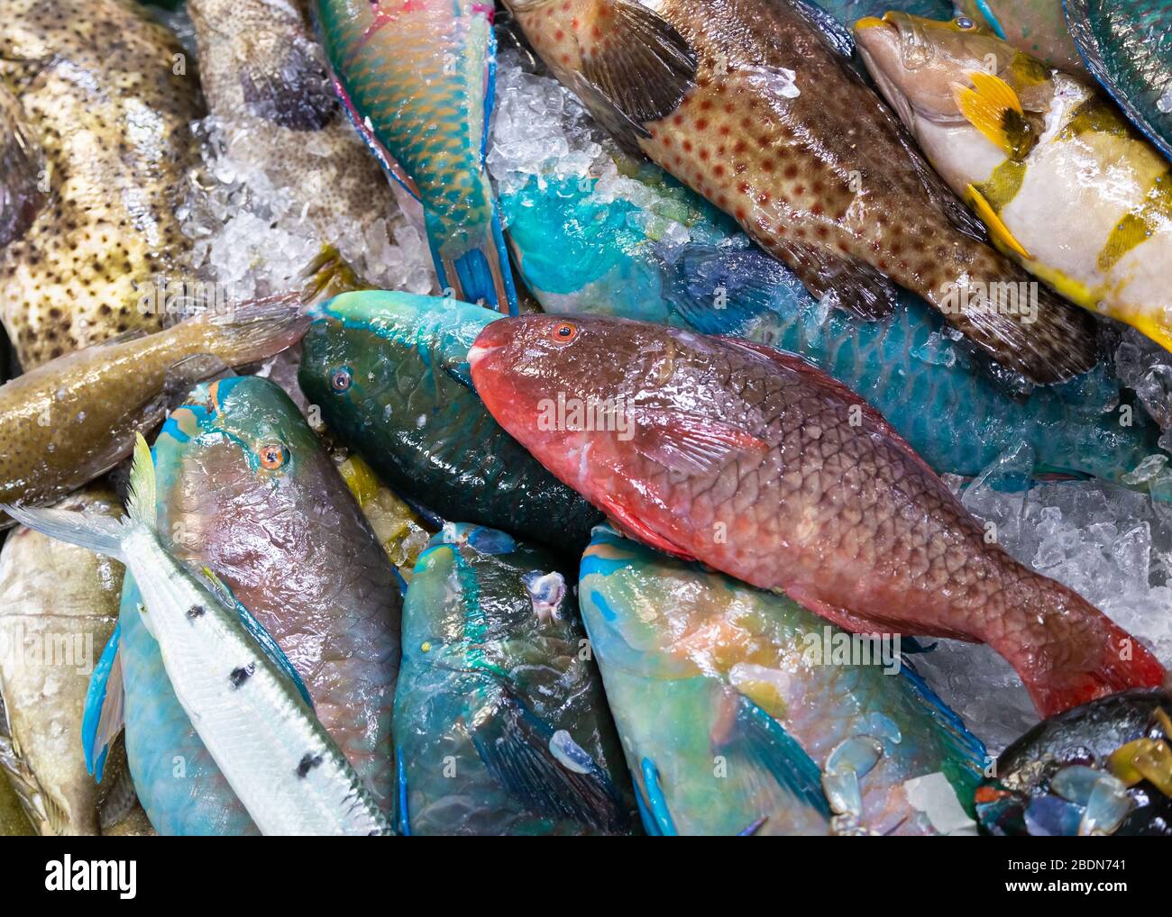 Colorful tropical fish in a bucket at a market in Asia Stock Photo Alamy