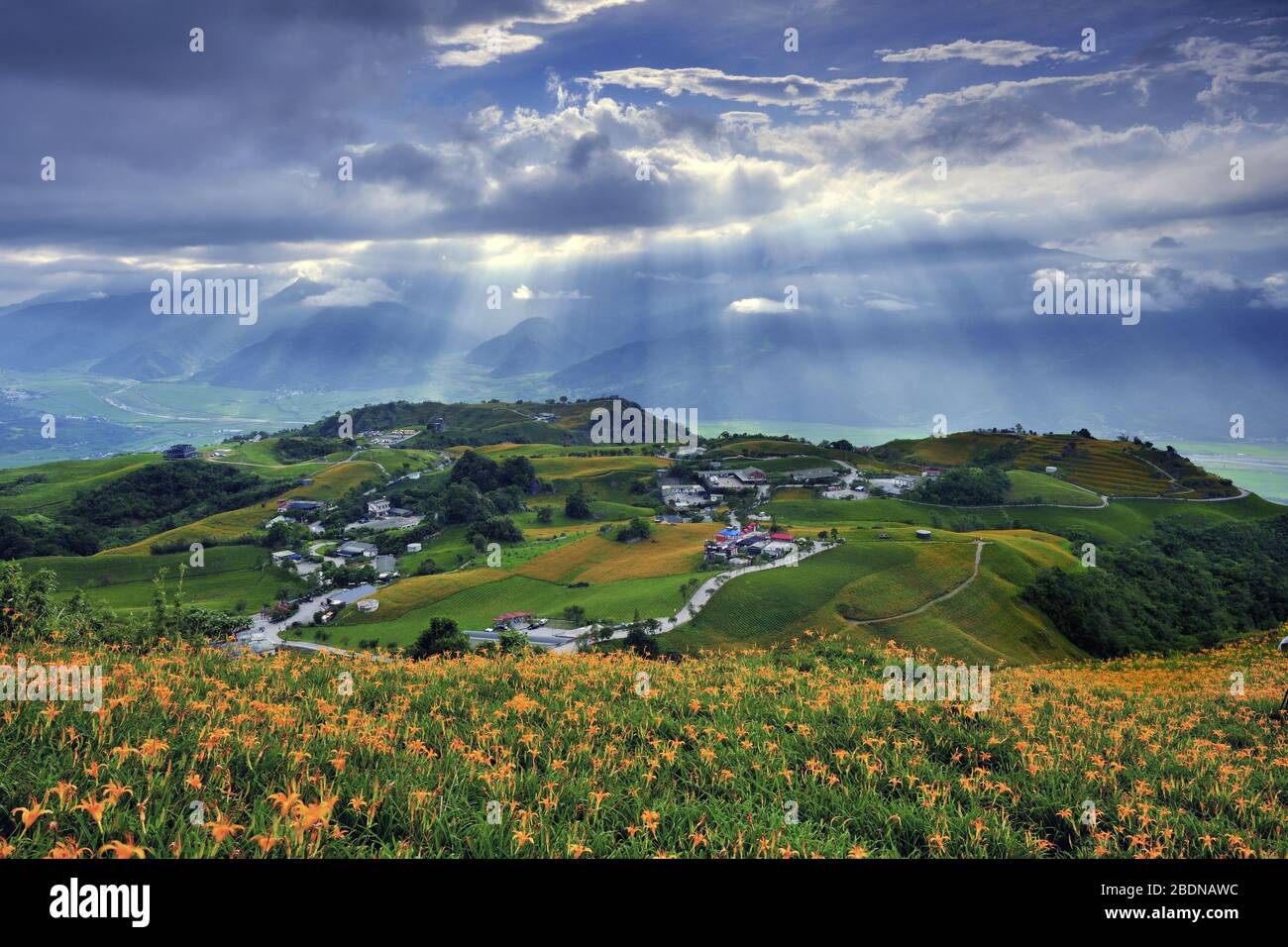Hualien taiwan lily hi-res stock photography and images - Alamy