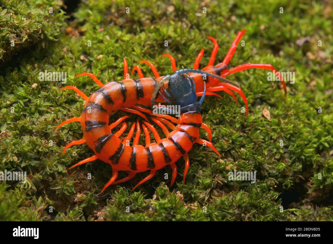 Juvenile Red Cherry Centipede Stock Photo - Alamy