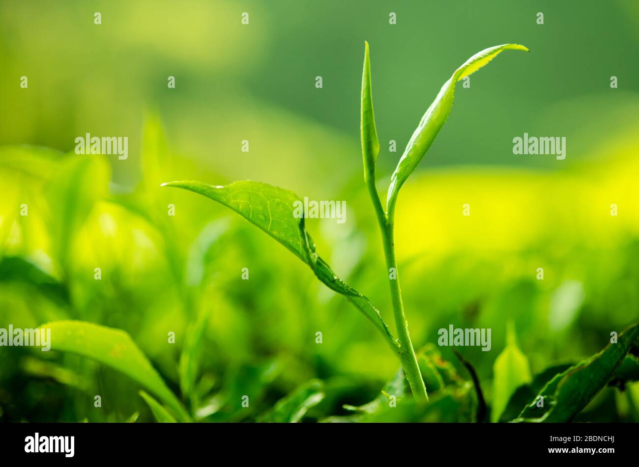 Tea leaf with plantation at the background, morning view. Stock Photo