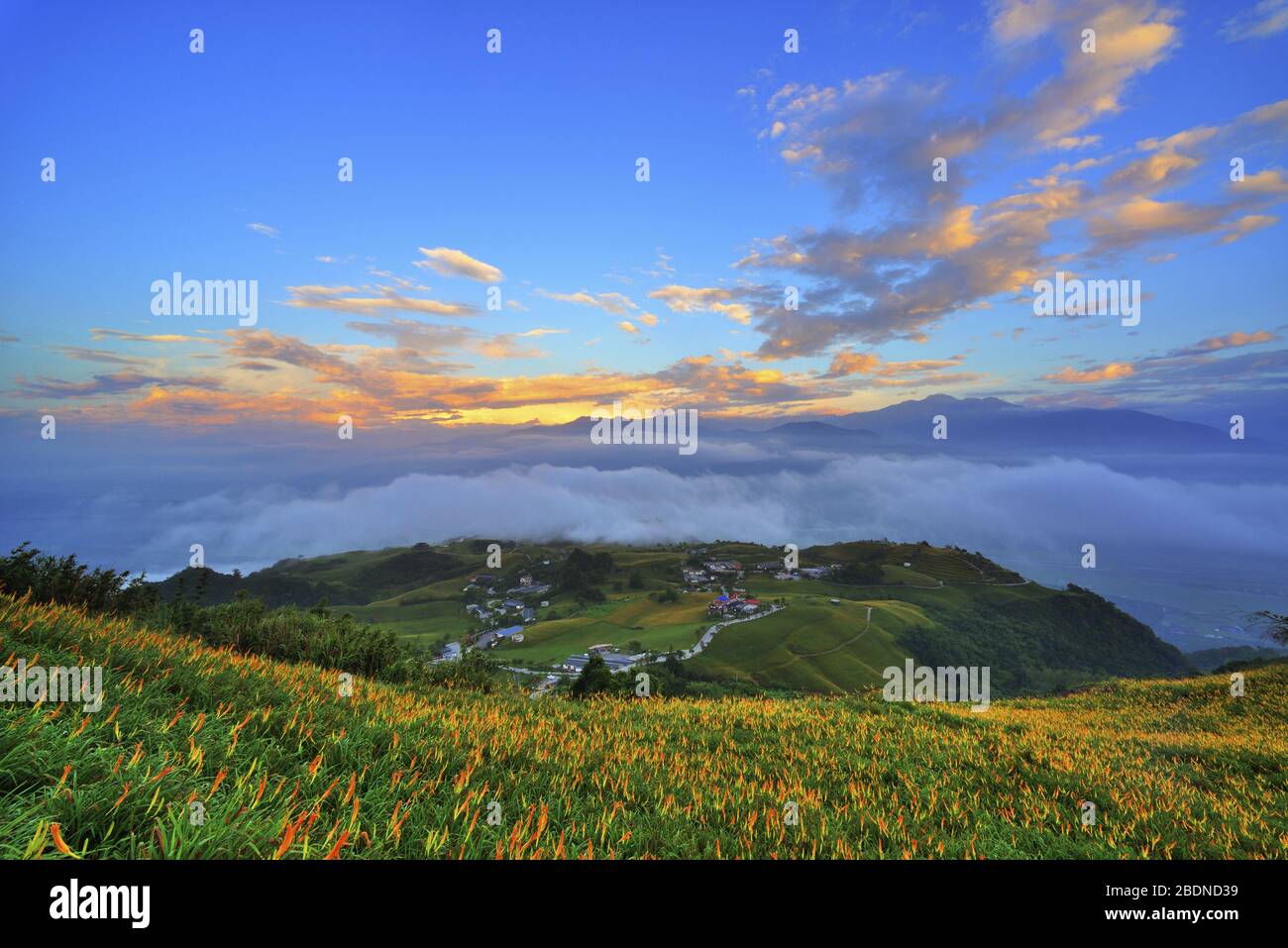 Hualien taiwan lily hi-res stock photography and images - Alamy