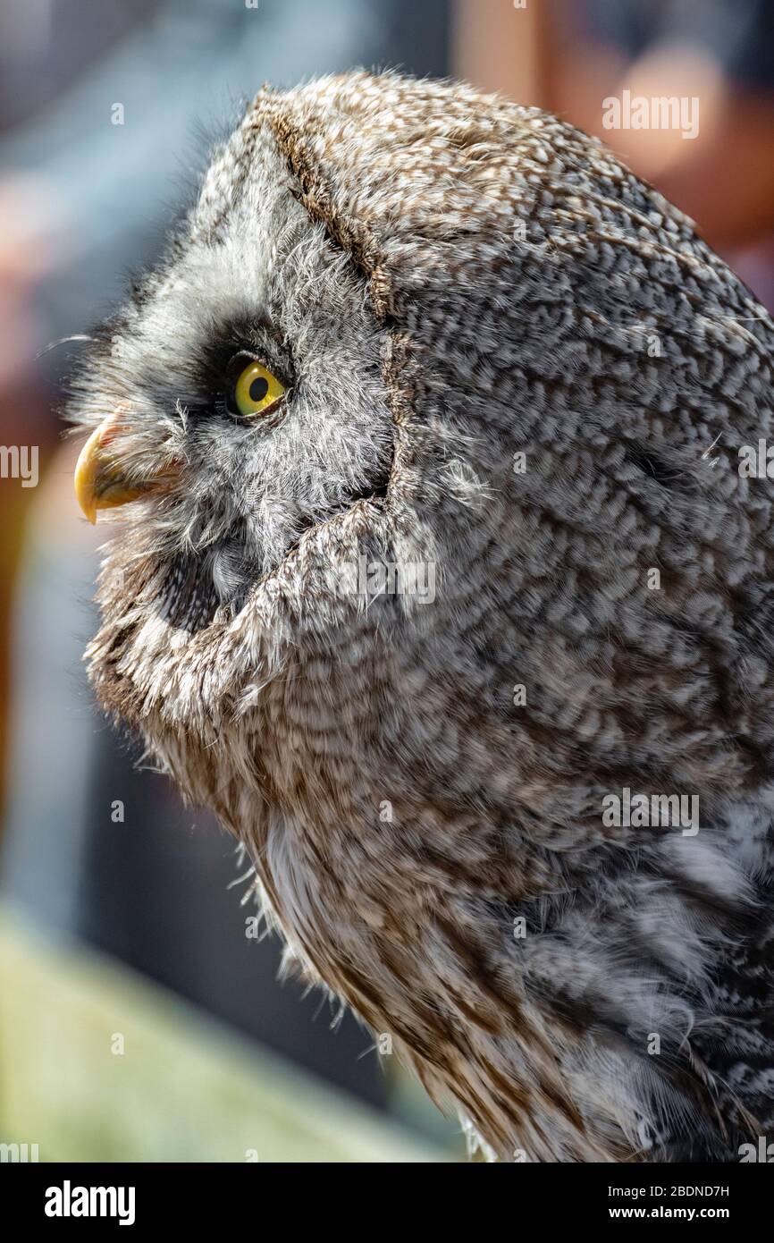 GREAT GREY OWL side of face Stock Photo