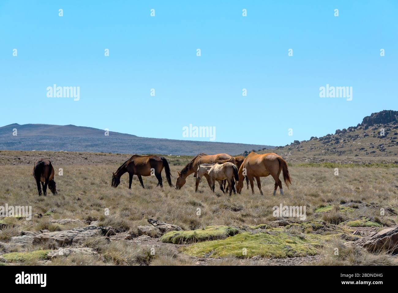 Landscape pictures with horses in Patagonia, Argentina Stock Photo