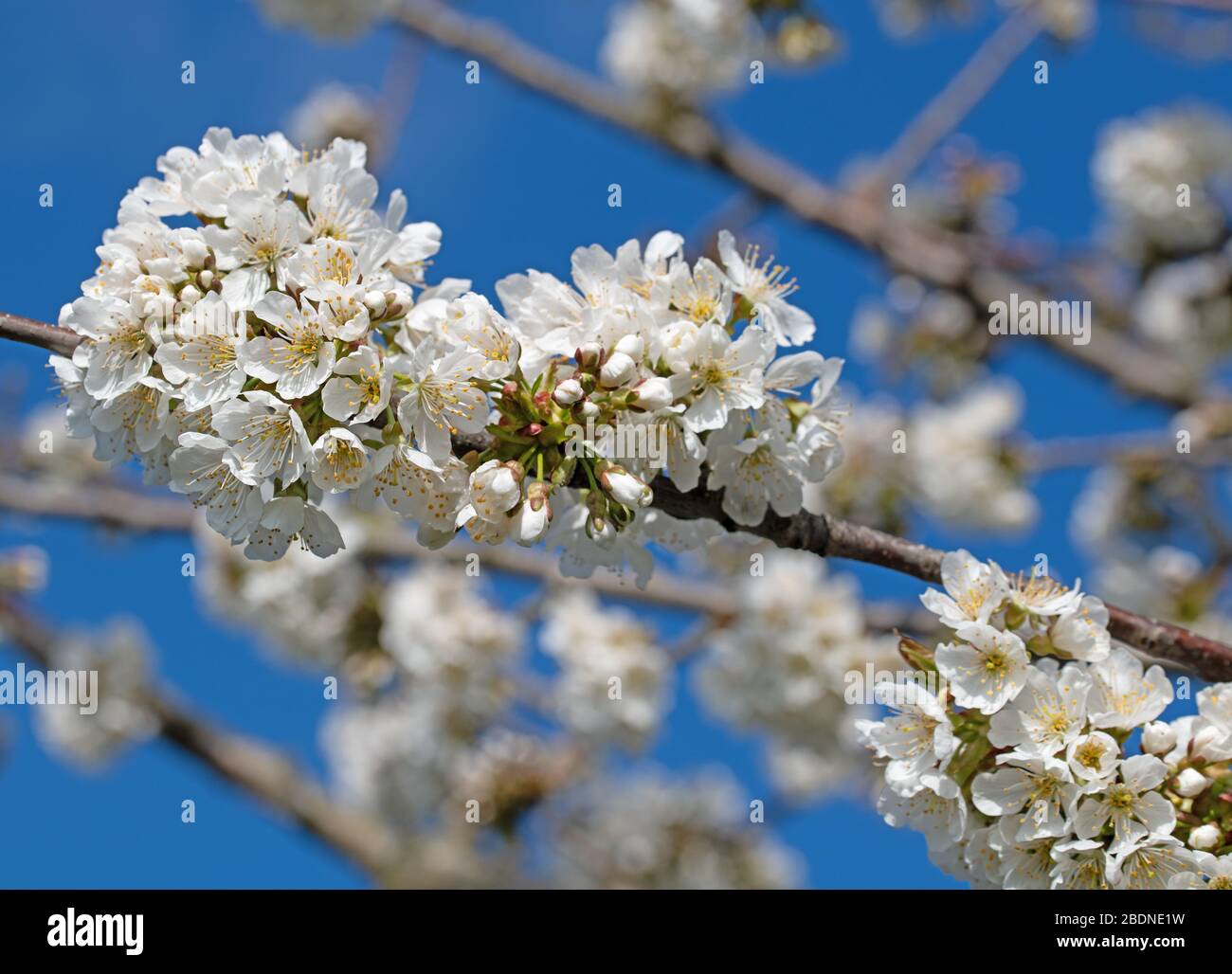 White cherry tree blossoms blue sky hi-res stock photography and images ...
