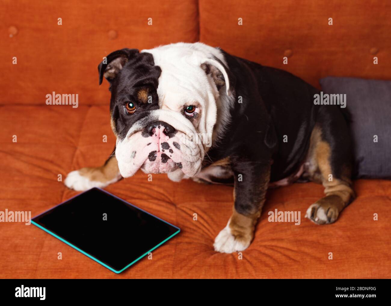 black dog online buy