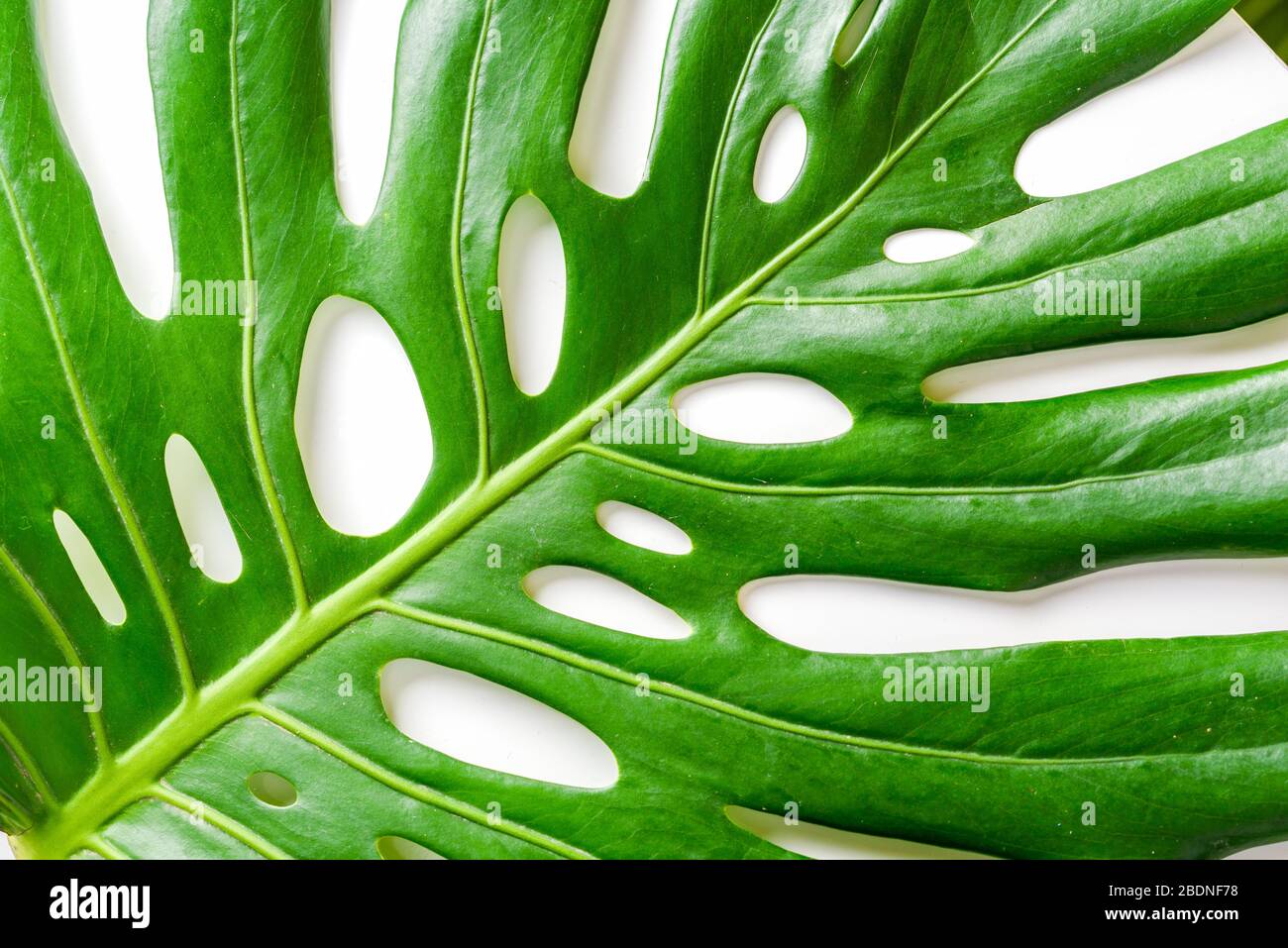 Top view of green tropical Monstera deliciosa leaf on white background.  Flat lay. Minimal summer concept with palm tree leaf Stock Photo - Alamy