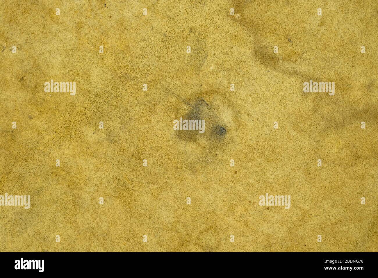 Deer natural leather texture background Stock Photo