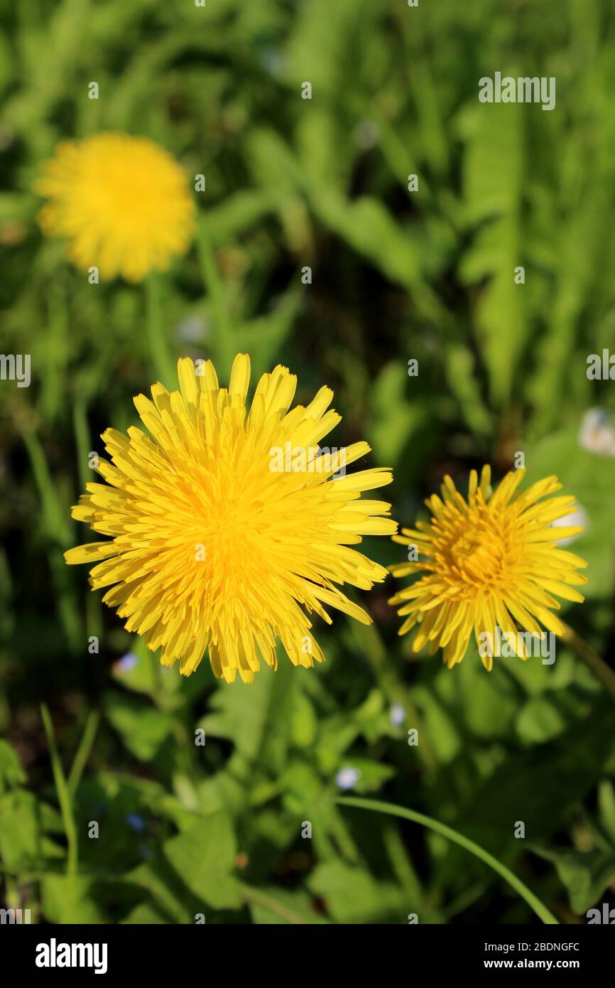 Three blooming dandelions Stock Photo - Alamy