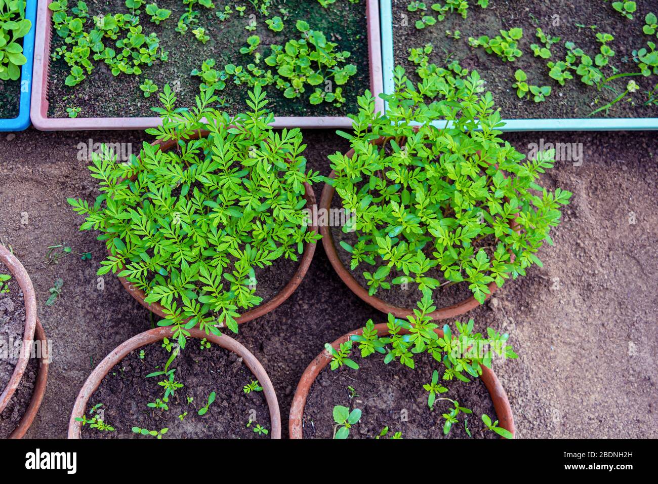 Marigold Sprout High Resolution Stock Photography And Images Alamy
