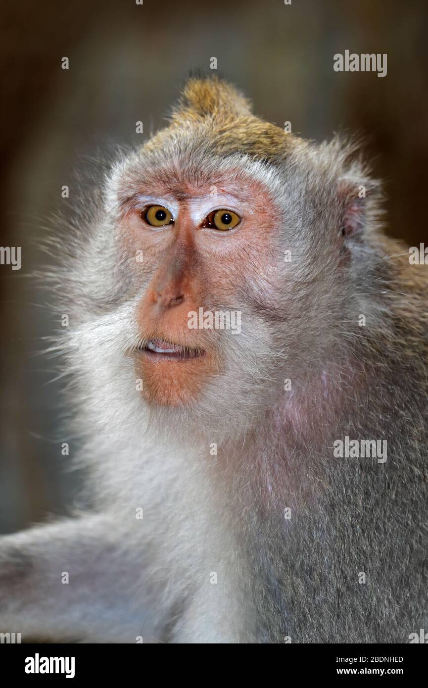 Portrait of a Balinese long-tailed monkey (Macaca fascicularis), Ubud, Bali, Indonesia Stock Photo