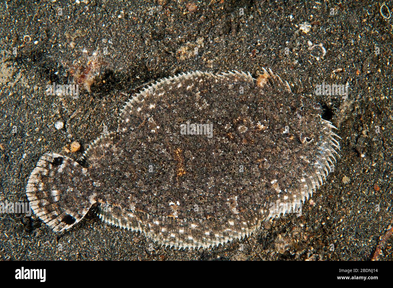 Largescale flounder, Engyprosopon grandisquama, Sulawesi Indonesia. Stock Photo