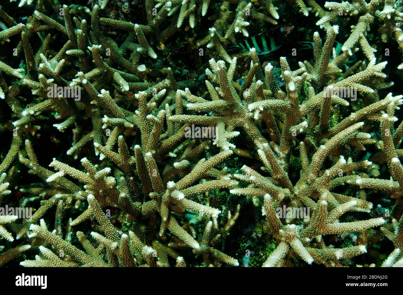 Branching Acrapora hard corals, Raja Ampat Indonesia. Stock Photo