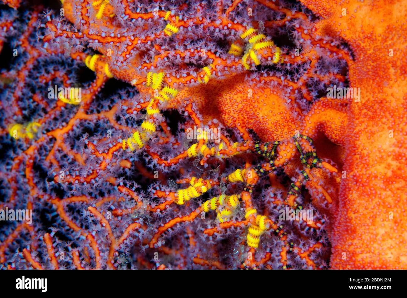 Brittle starfish on a soft coral, Raja Ampat, West Papua Indonesia