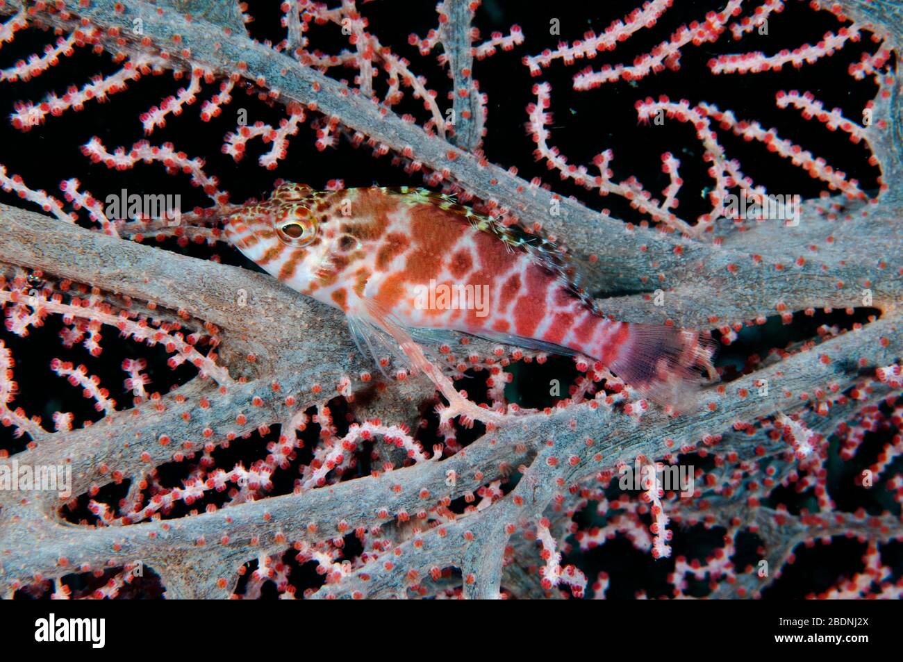 Threadfin hawkfish, Cirrhitichthys aprinus, Raja Ampat Indonesia Stock