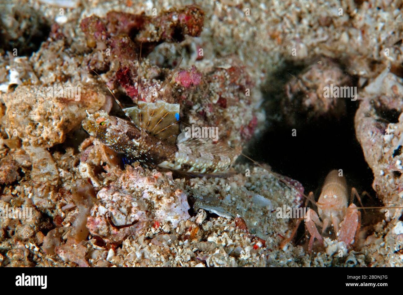 Rayed shrimpgoby, Tomiyamichthys, sp., with prawn goby, Raja Ampat Indonesia Stock Photo