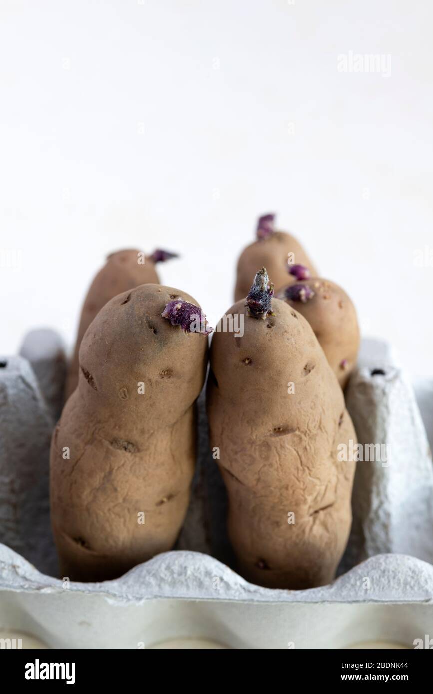Pink Fir Apple seed potatoes chitting in an egg box. Stock Photo