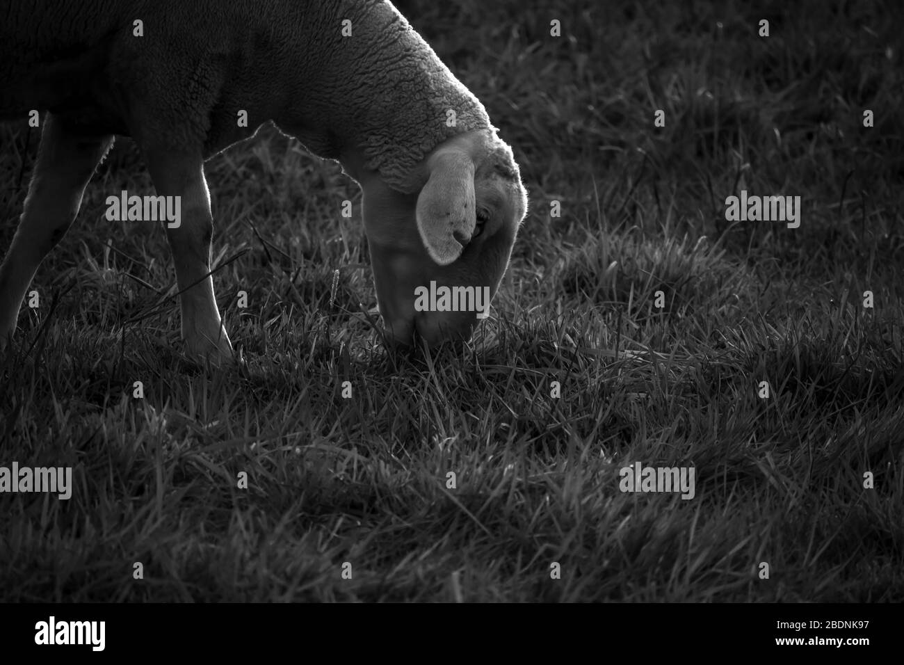 fresh grass in the foreground and eating sheep in the background Stock ...