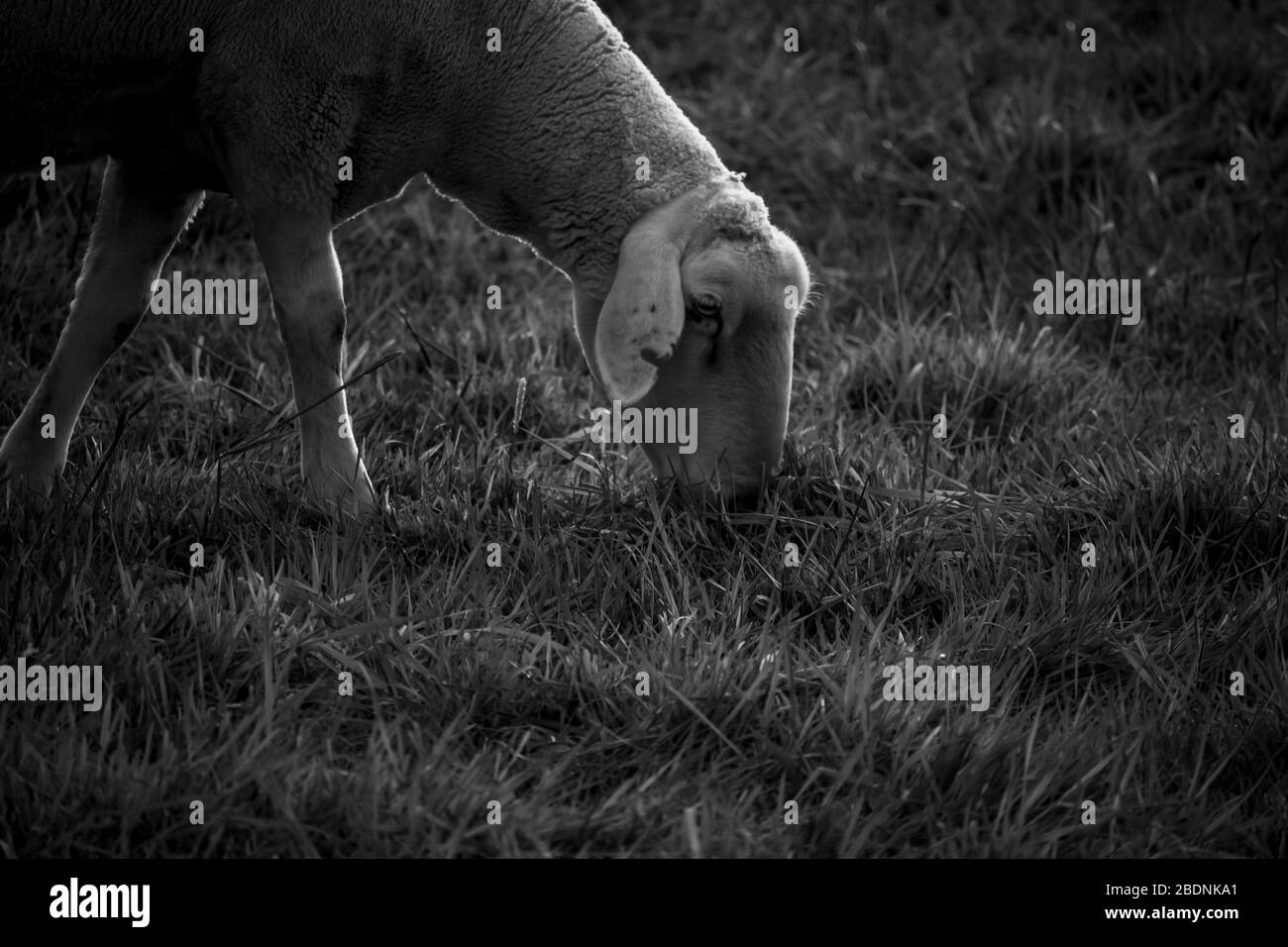 fresh grass in the foreground and eating sheep in the background Stock ...