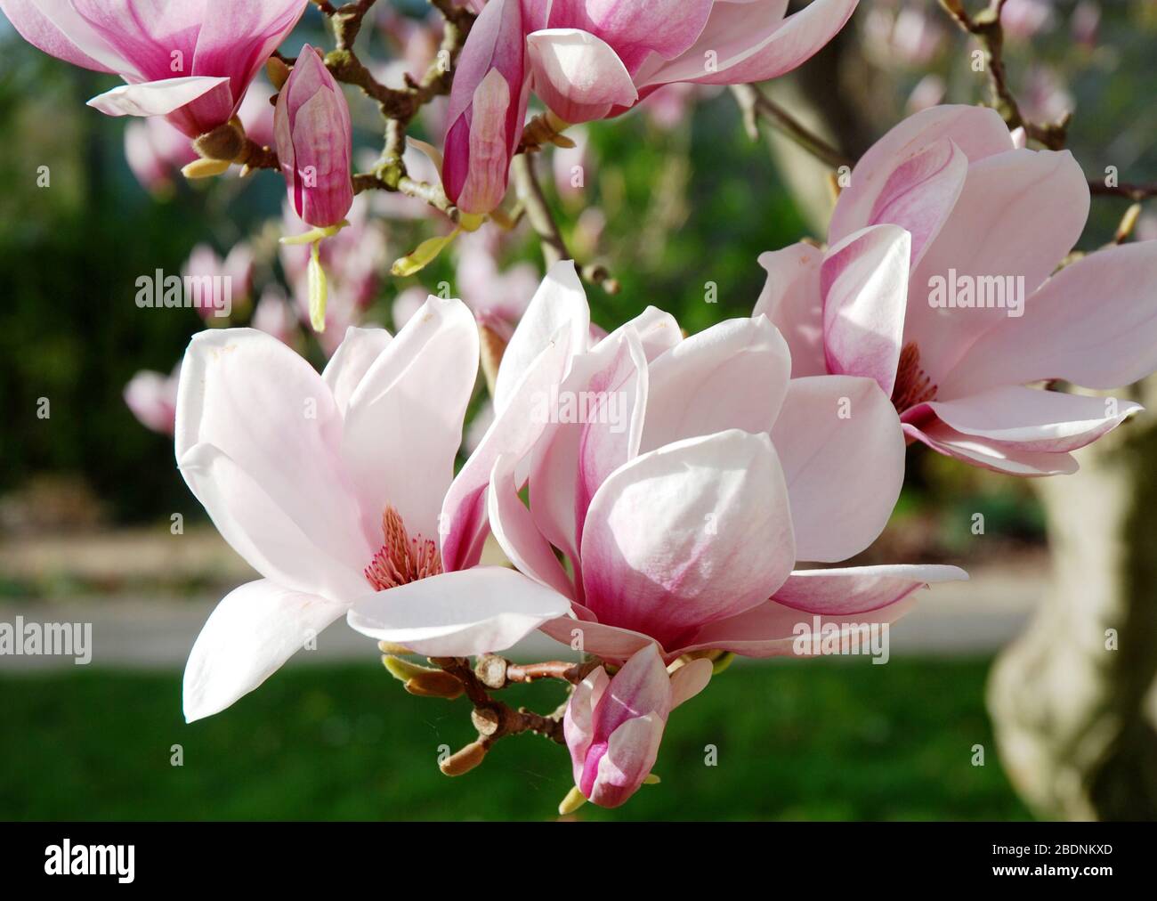 Soft pink magnolia blossoms hi-res stock photography and images - Alamy