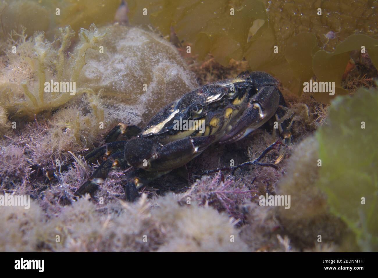 Velvet swimming crab Stock Photo
