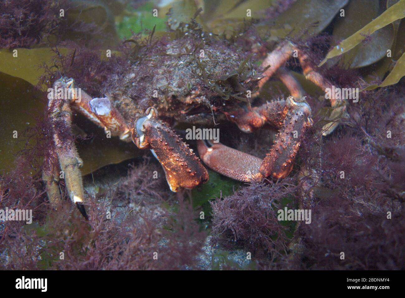 Spider crab in Ireland Stock Photo