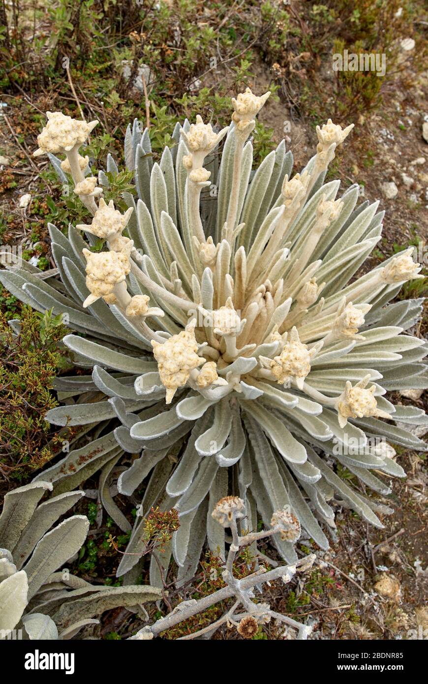 Frailejon, high altitude plant of Andes, Espeletia schultzii, Merida