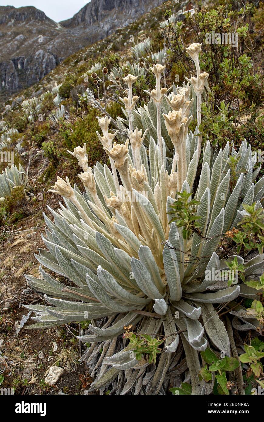 Frailejon espeletia schultzii hires stock photography and images Alamy