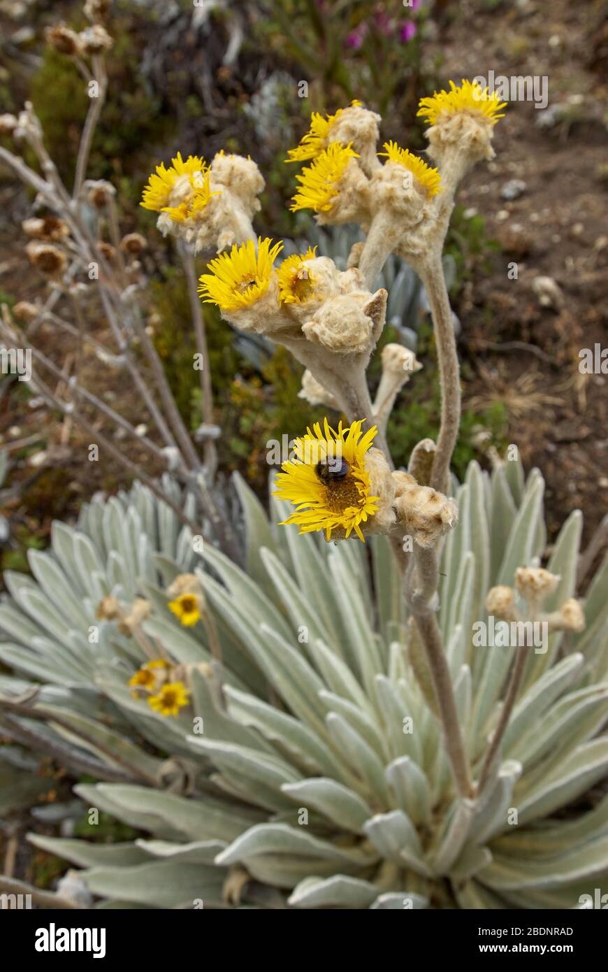 Frailejon, high altitude plant of Andes, Espeletia schultzii, Merida, Venezuela, South America, America Stock Photo