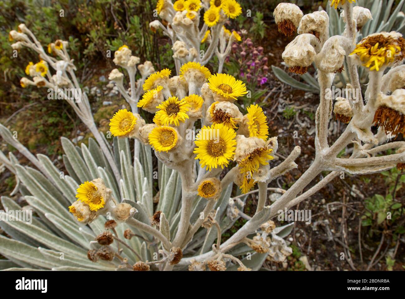 Frailejon, high altitude plant of Andes, Espeletia schultzii, Merida, Venezuela, South America, America Stock Photo
