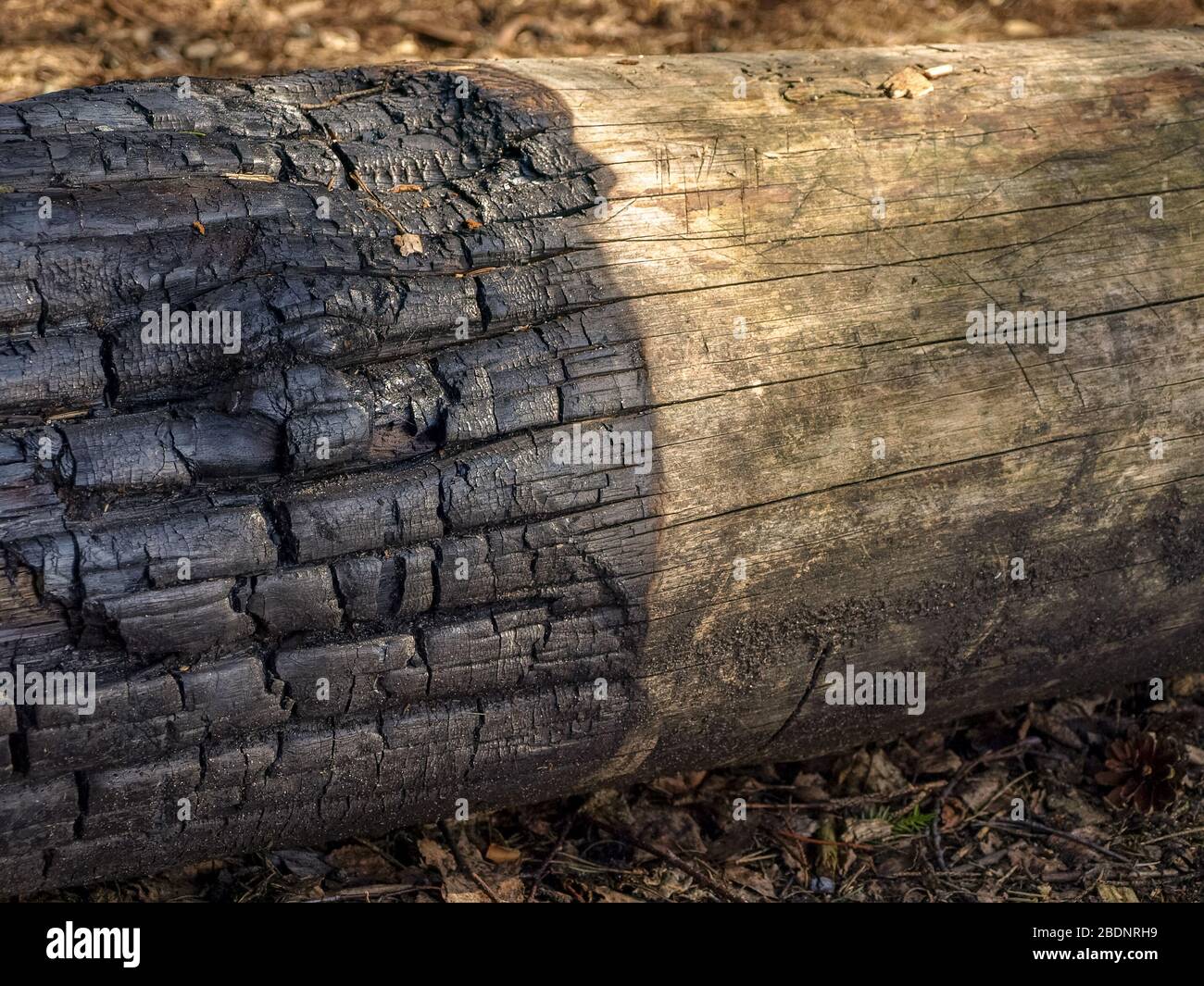 abstract picture with burnt wood texture, large wooden log Stock Photo -  Alamy
