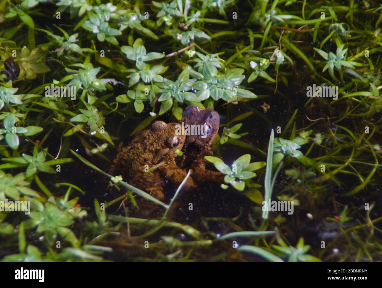 Two Common frogs mating in a pond between aquatic plants Stock Photo