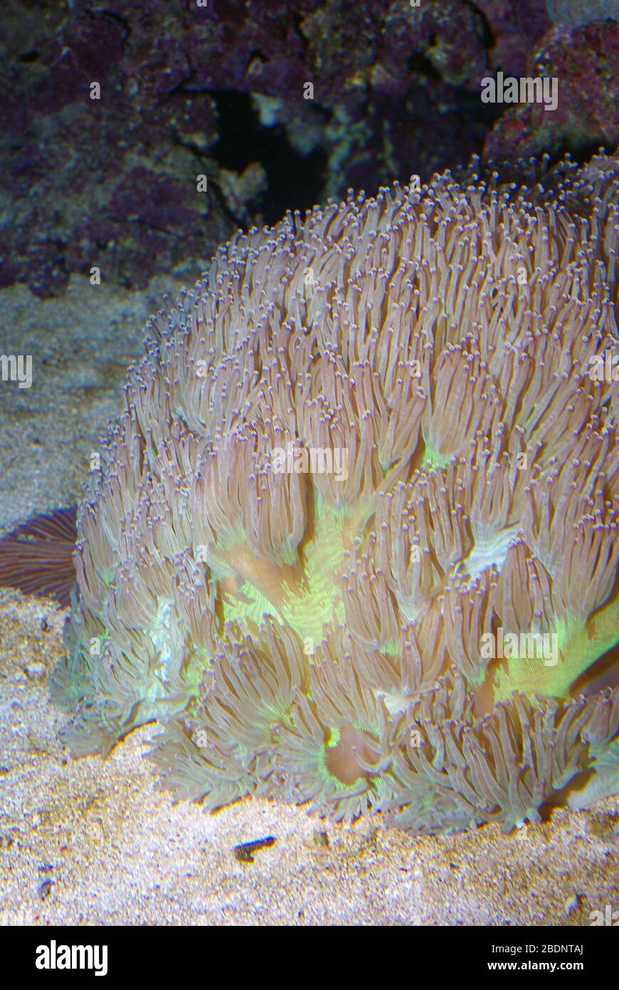 Elegance coral, Catalaphyllia jardinei Stock Photo