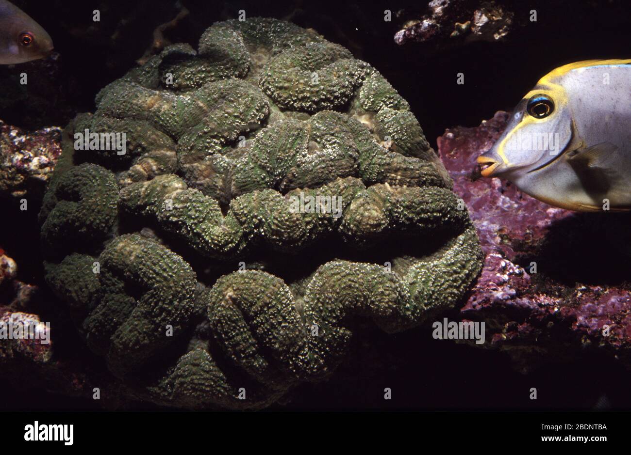 Lobed brain or cactus coral, Lobophyllia hemprichii Stock Photo