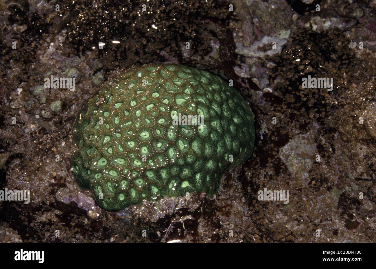 Large knob coral, Dipsastraea (Favia) speciosa Stock Photo