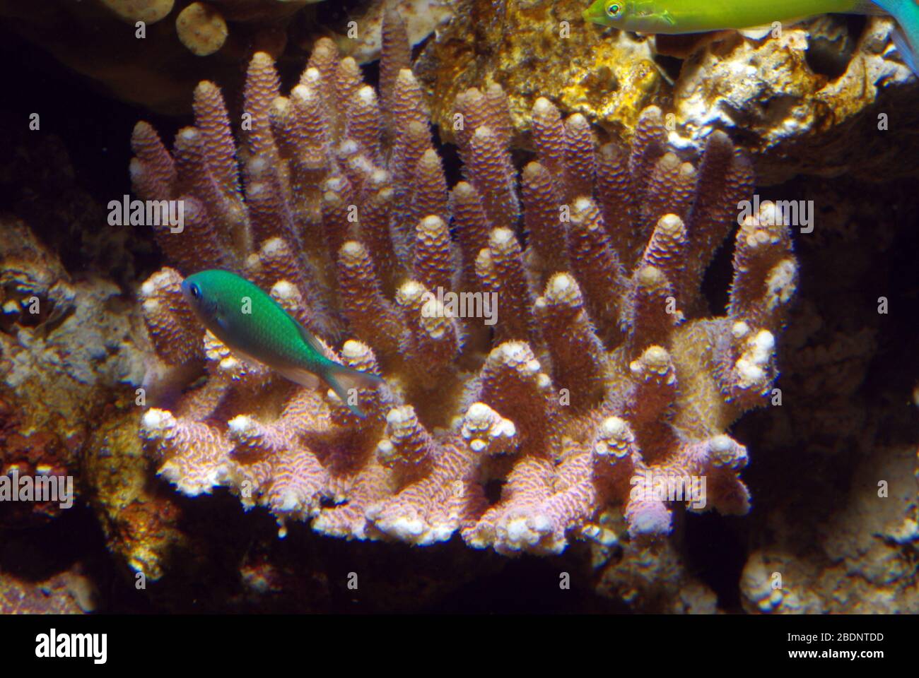 Cluster stony coral (Acropora millepora) Stock Photo