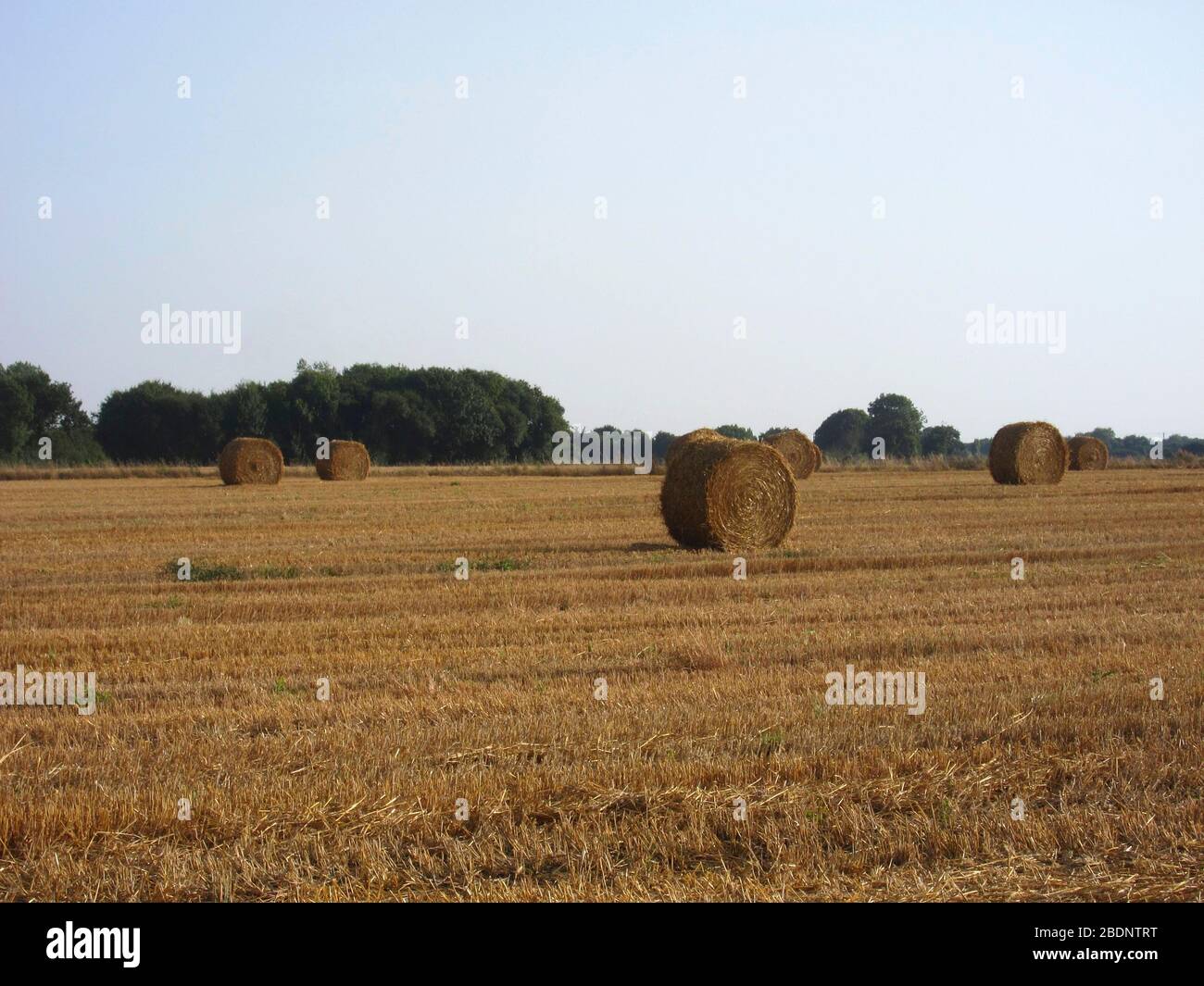 Round straw bales in harvested field Stock Photo - Alamy