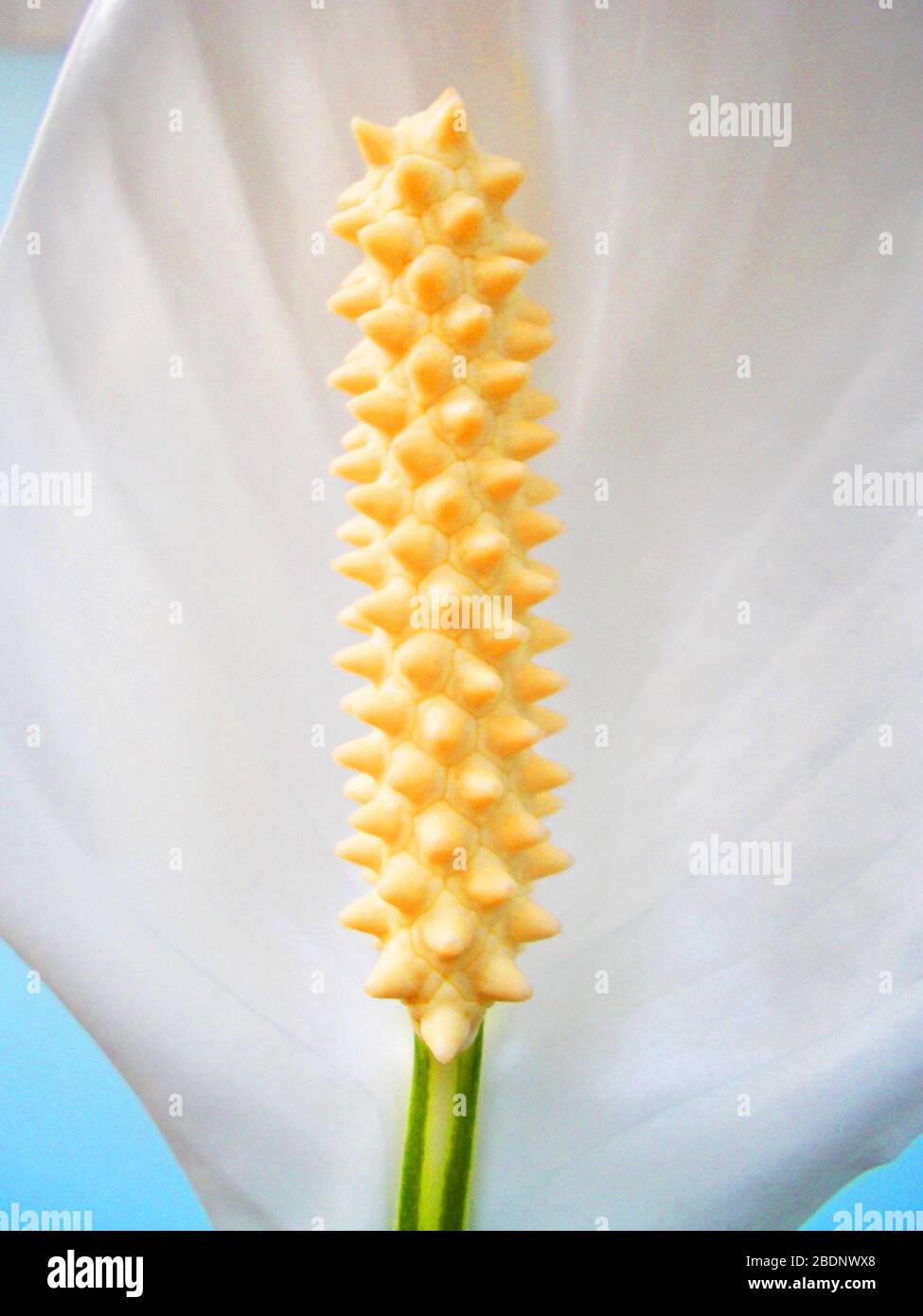 Cala flower. Close view. Stock Photo