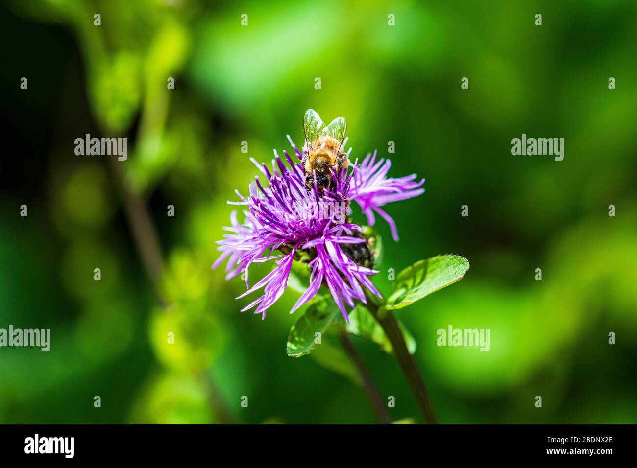 Flowers and insects in the woods Stock Photo - Alamy